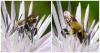 Osmia sp.
